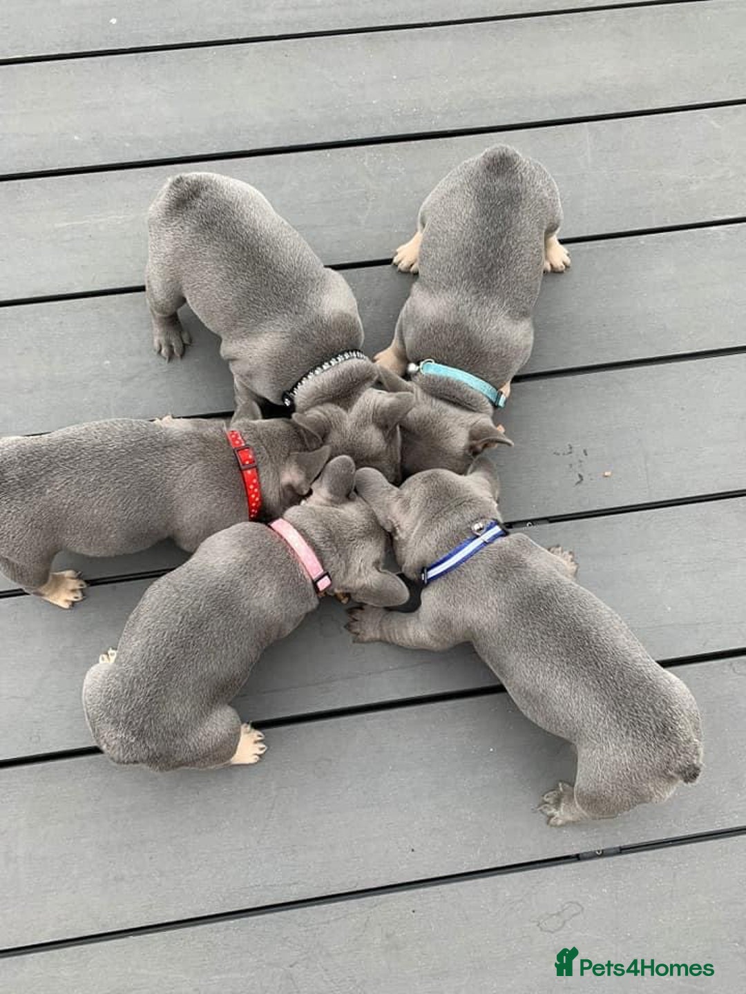 French Bulldog dogs for stud: LOKI “THE SON OF MISCHIEF” lilac Tan  in Coatbridge - Image 8