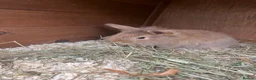 Mixed Breed rabbits for sale: Baby rabbits  - Advert 8
