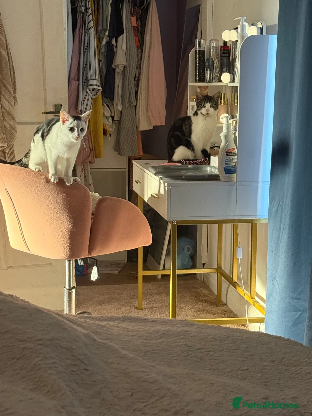 Mixed Breed cats for sale: Brother and sister please read description - Advert 2