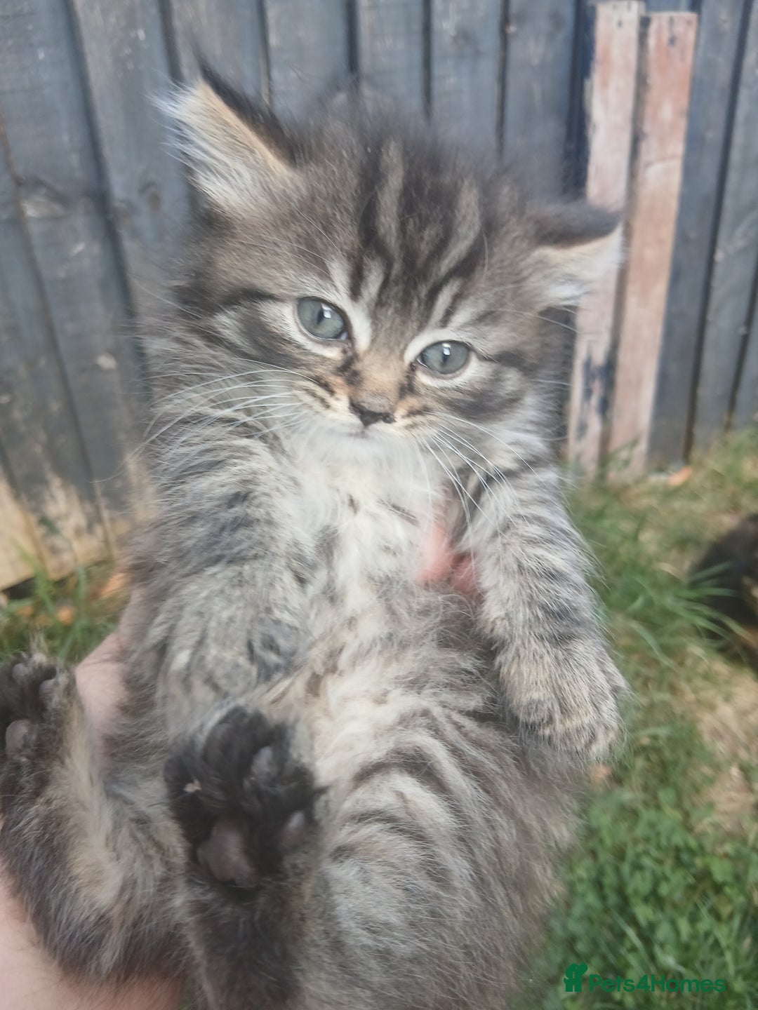Mixed Breed cats for sale: Beautifully fluffy kittens - Image 3