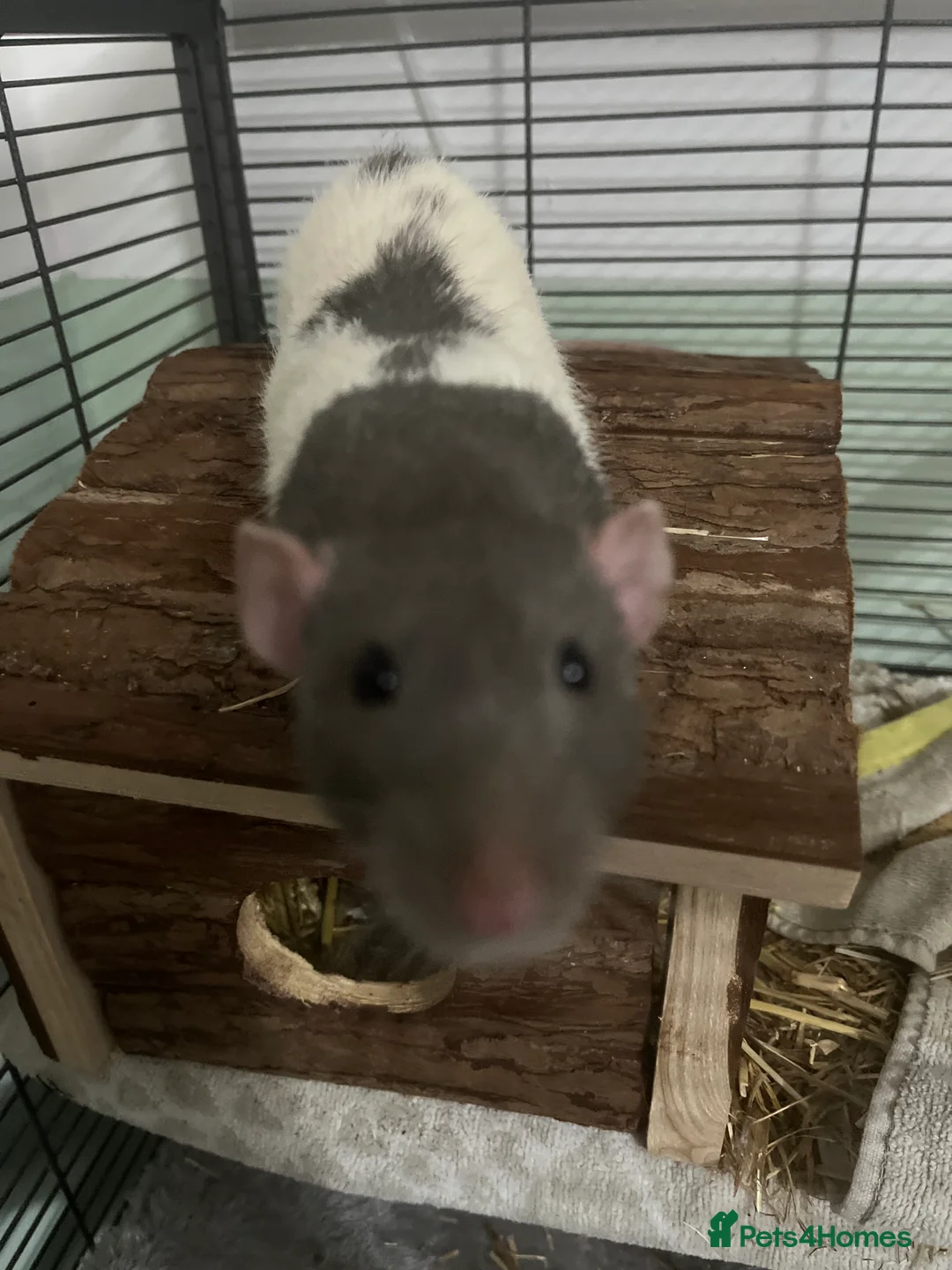 Rat rodents for sale: 2 rats for free rehoming  in Castleford - Advert 2