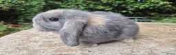 Mini Lop rabbits for sale: 🍓Gorgeous mini lop babies 🍓 - Advert 4