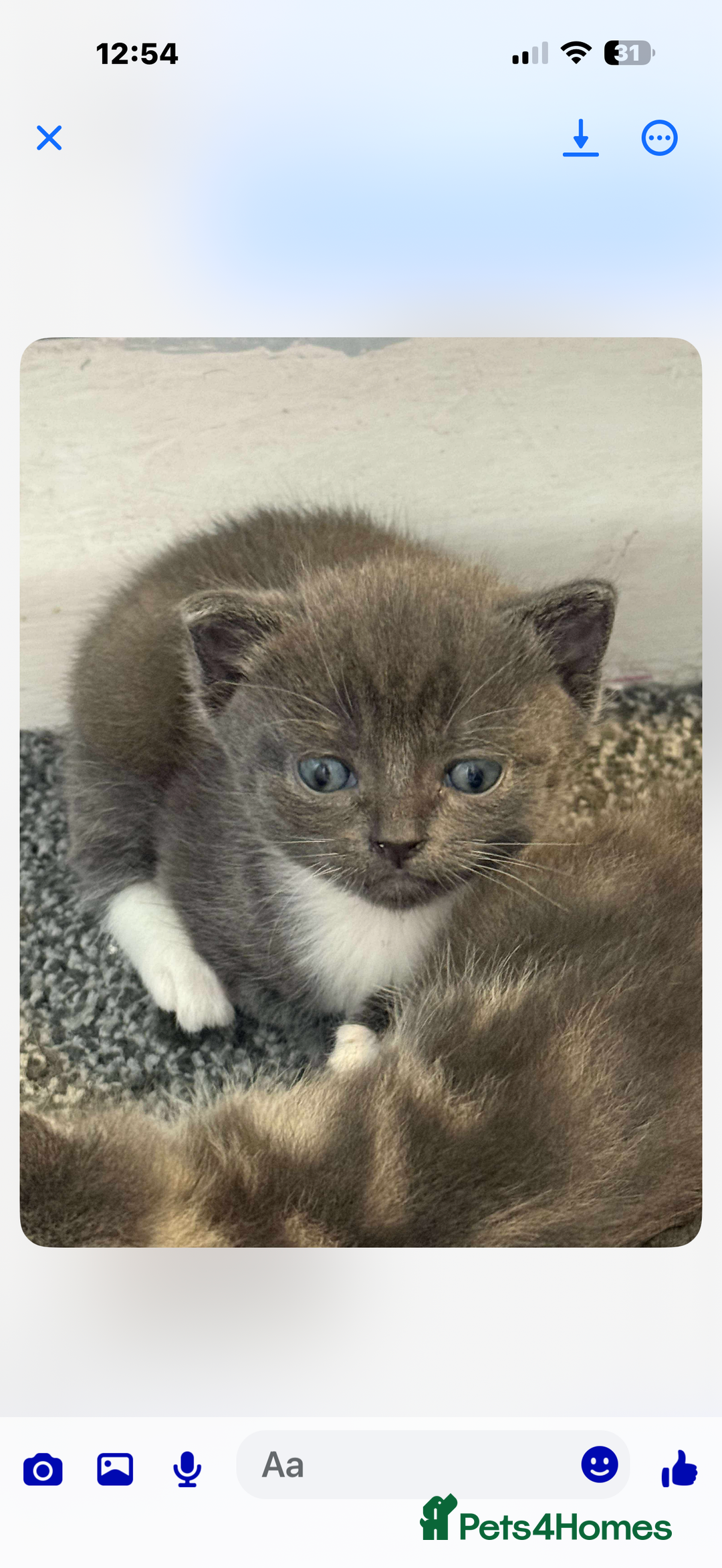 British Shorthair cats for sale: British short hair x domestic kittens  - Image 3