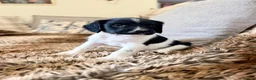 English Springer Spaniel dogs for sale: KC, Heath tested, Champion bred Springer Spaniels - Advert 8