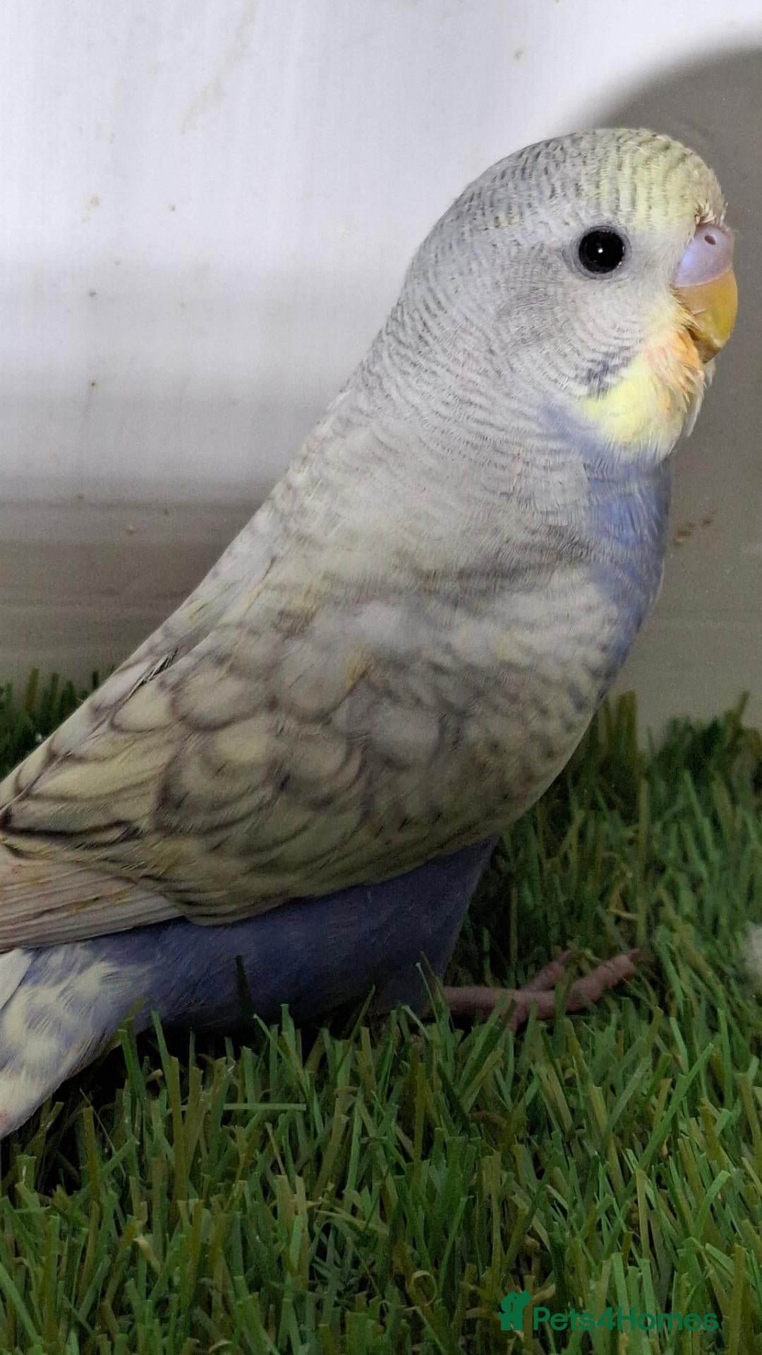 Budgerigars birds Budgies for sale Birmingham  - Advert 2
