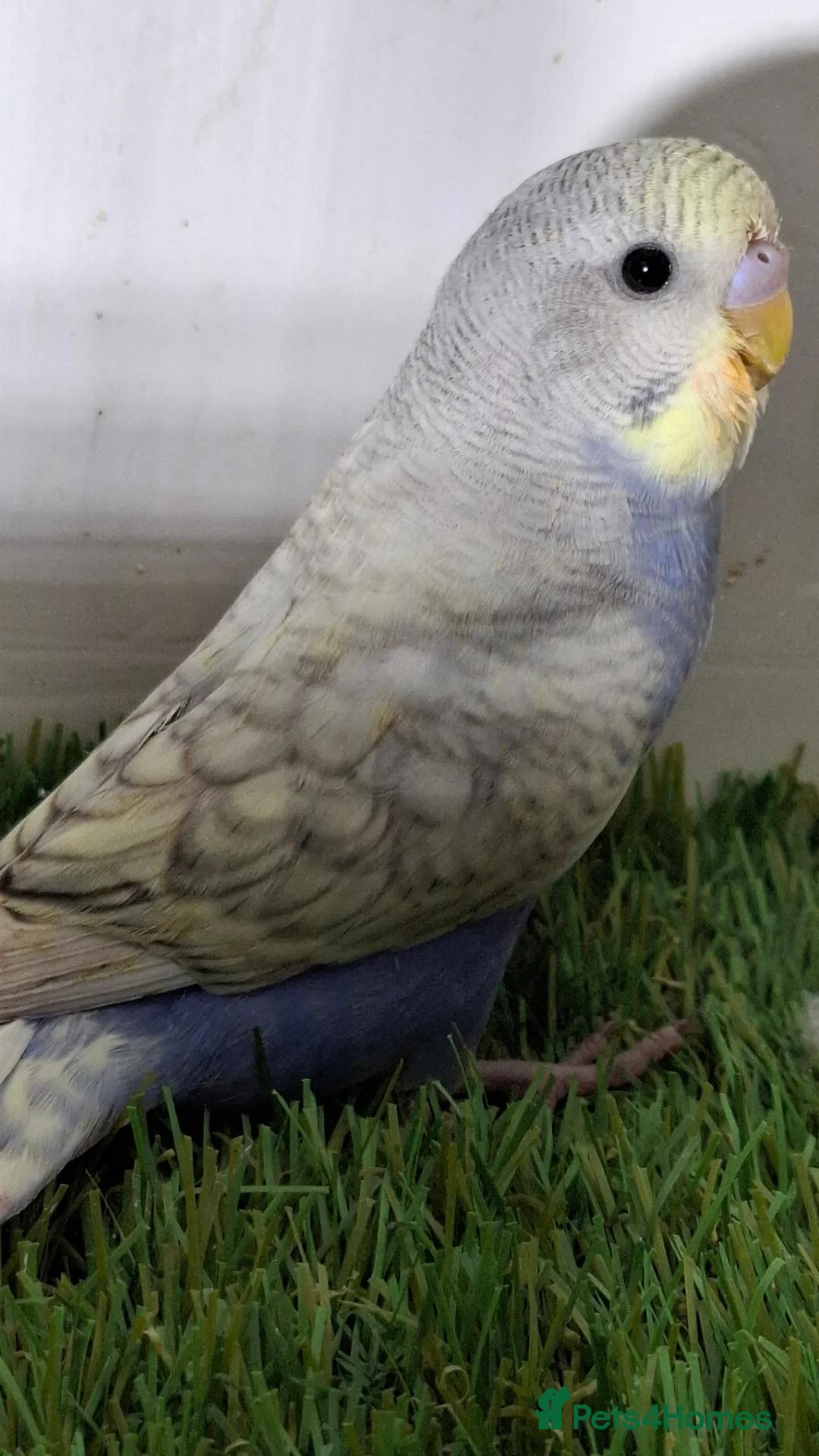 Budgerigars birds for sale: Budgies for sale Birmingham  - Advert 2