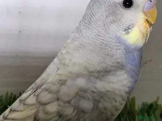 Budgerigars birds Budgies for sale Birmingham - Advert 2