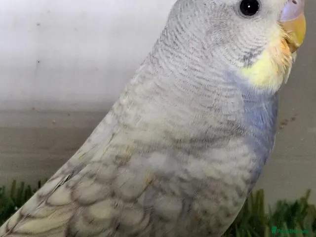 Budgerigars birds Budgies for sale Birmingham - Advert 2