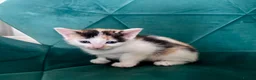 Mixed Breed cats for sale: Rare Maine Coon Siamese cross kittens 🐾  - Advert 6