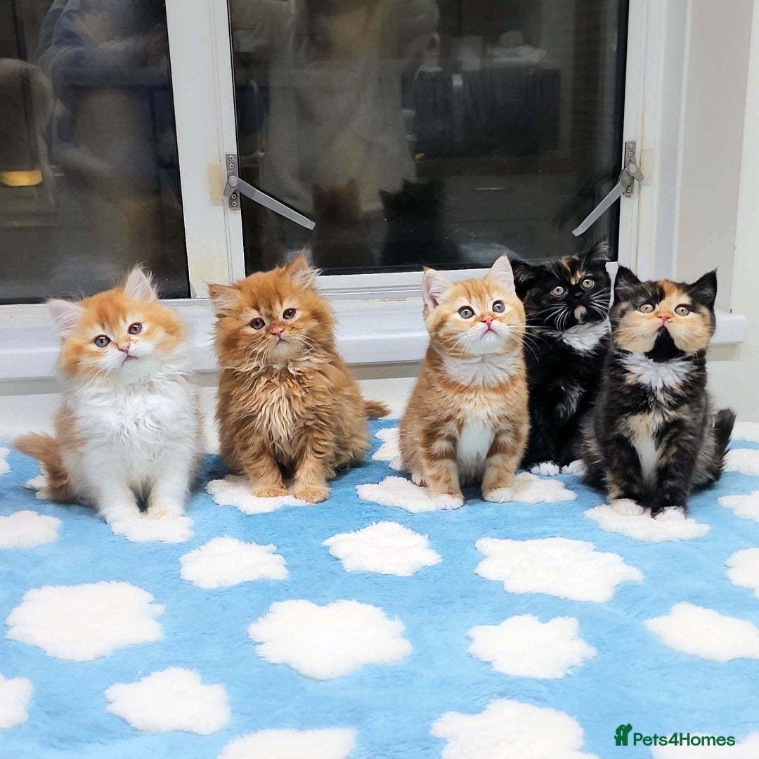 British Shorthair cats for sale: Lovely BSH/BLH Kittens Ready For New Home - Advert 2