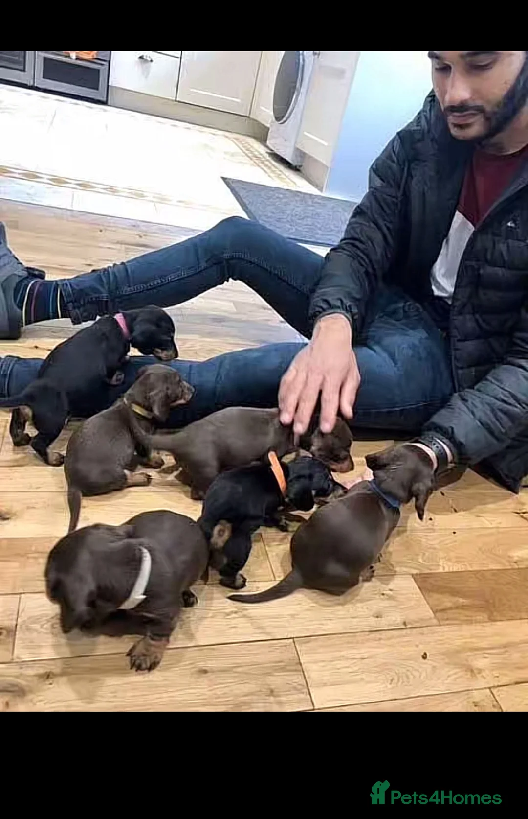Miniature Dachshund dogs for sale: Stunning Litter of Mniature Dachshund Puppies - Advert 16