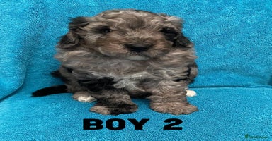 Goldendoodle dogs - Advert 11