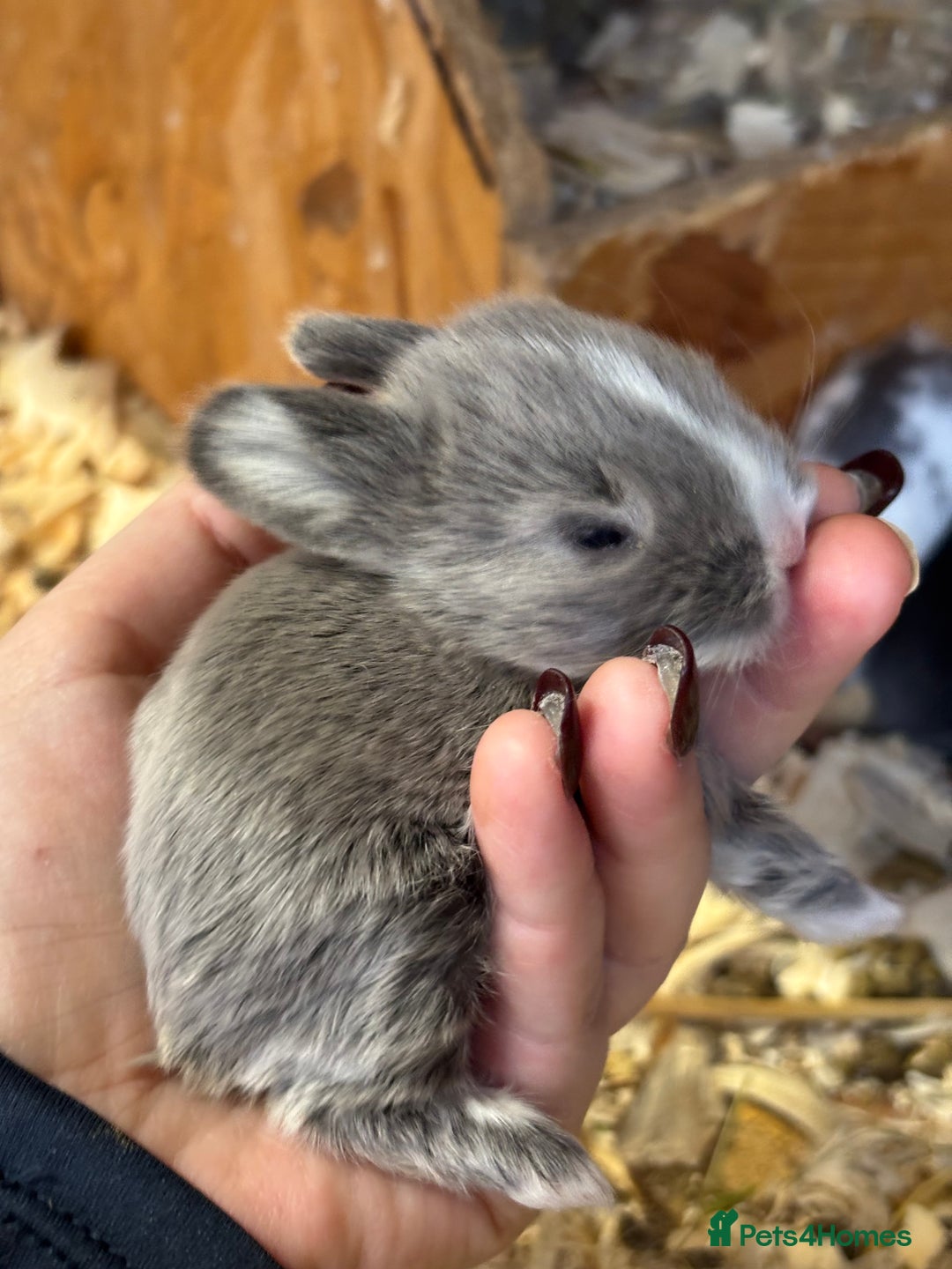 Mini Lop rabbits for sale: White & Grey Mini Lops - Advert 5