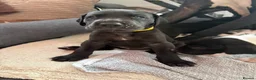 Great Dane dogs for sale: Last 3 remaining stunning Great Dane puppies - Advert 21