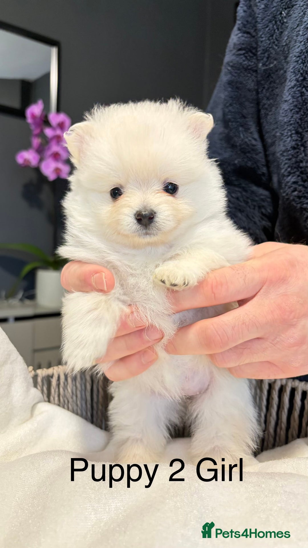 Pomeranian dogs for sale: Pomeranian Puppies 💗 - Advert 3
