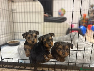 Yorkshire Terrier dogs Yorkshire puppy - Advert 2