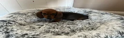 Miniature Dachshund dogs for sale: Miniature dachshund puppies - Advert 6