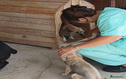 Mixed Breed dogs for adoption: Bugsy, approx 6 mnths. Available for adoption.  - Image 11