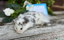 Hamster rodents for sale: Beautiful baby hamsters. Russian Dwarf and Syrian - Image 28