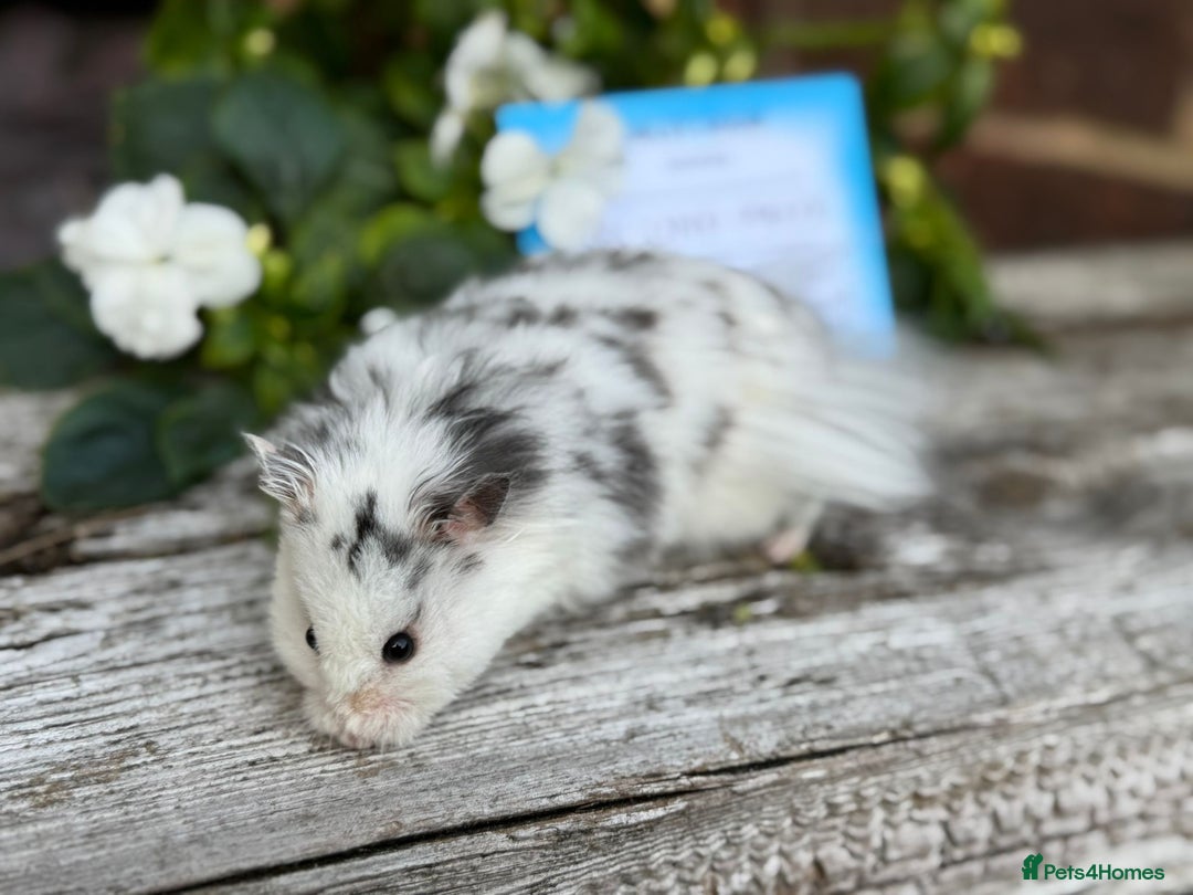 Hamster rodents for sale: Beautiful baby hamsters. Russian Dwarf and Syrian - Image 28