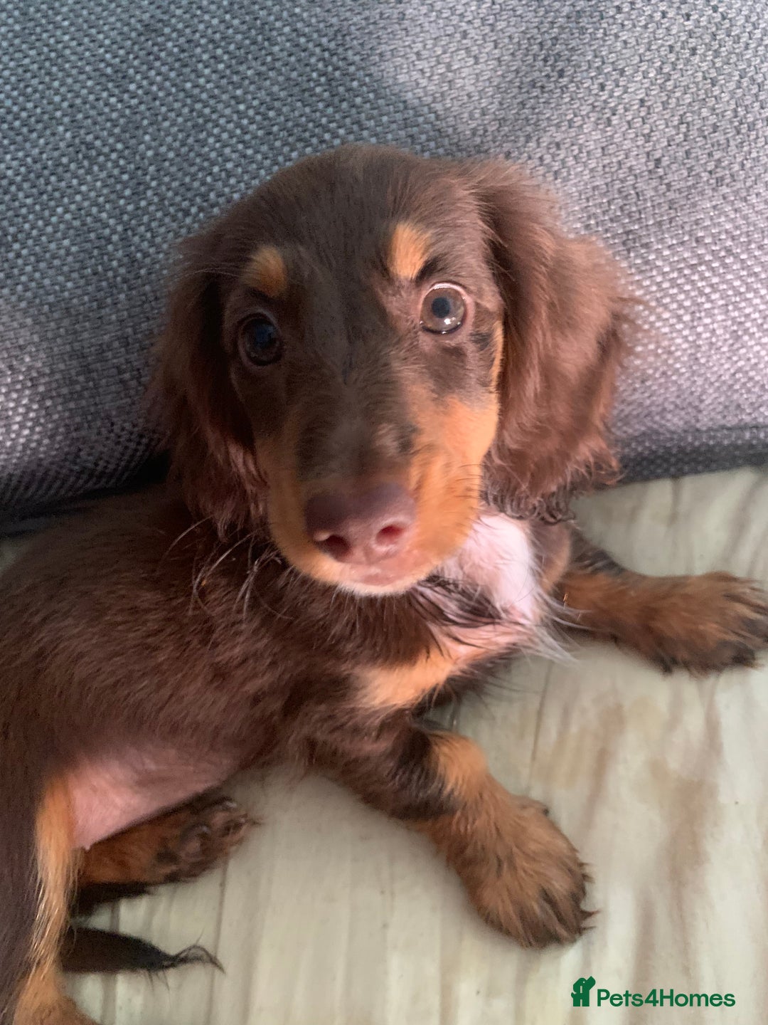 Dachshund dogs for sale: dachshund - Image 4