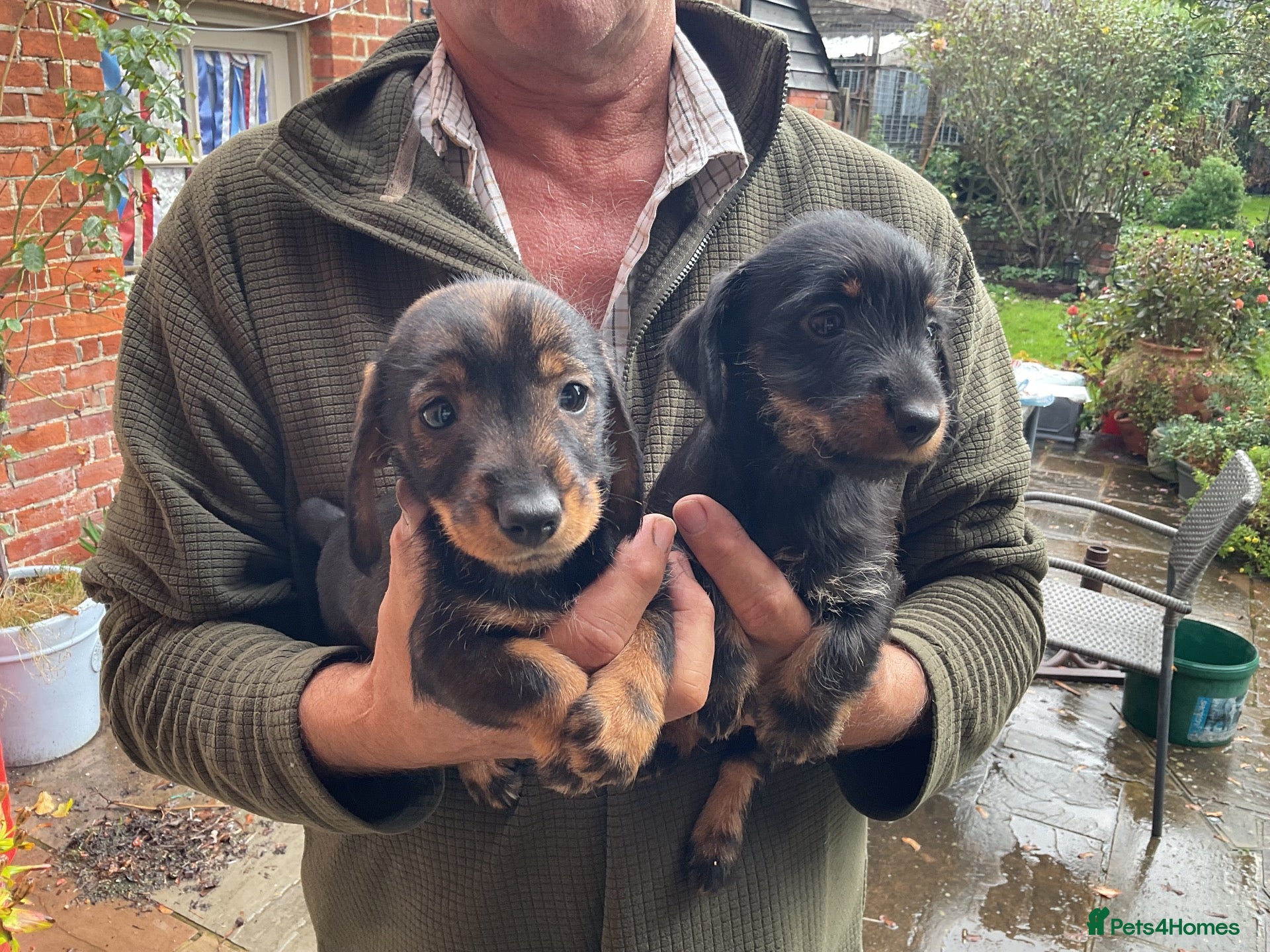 Jackshund dogs  Daxie Jack pups - Advert 16