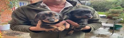 Jackshund dogs for sale:  Daxie Jack pups - Advert 1