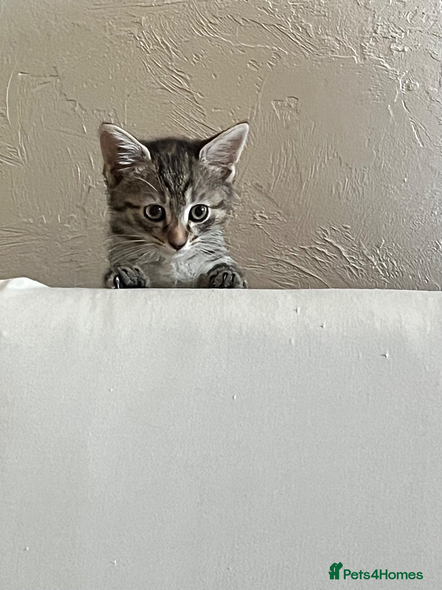 Domestic Shorthair cats Tabby girl - Advert 1