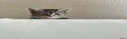 Domestic Shorthair cats for sale: Tabby girl - Advert 1