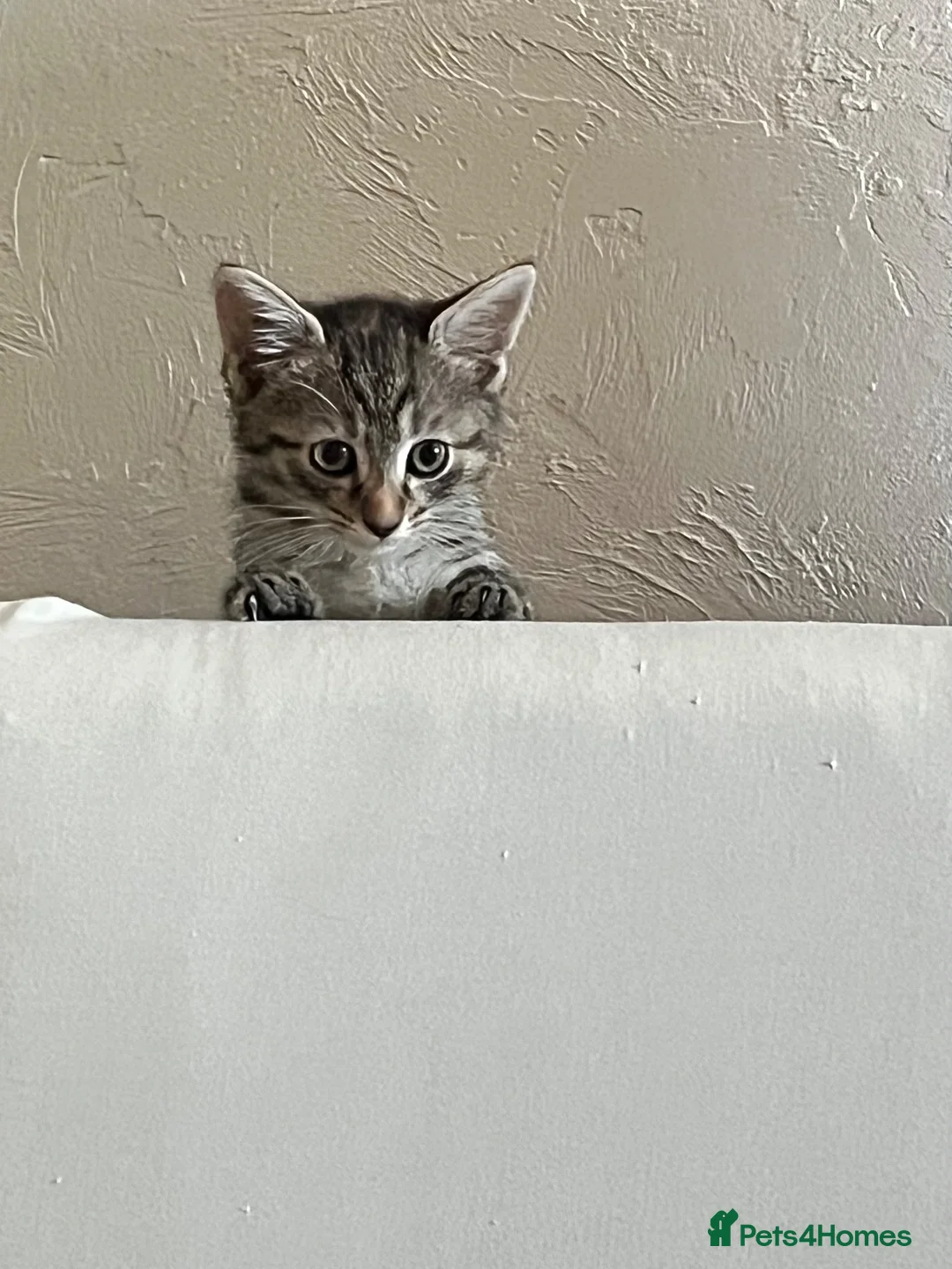 Domestic Shorthair cats for sale: Tabby girl - Advert 1