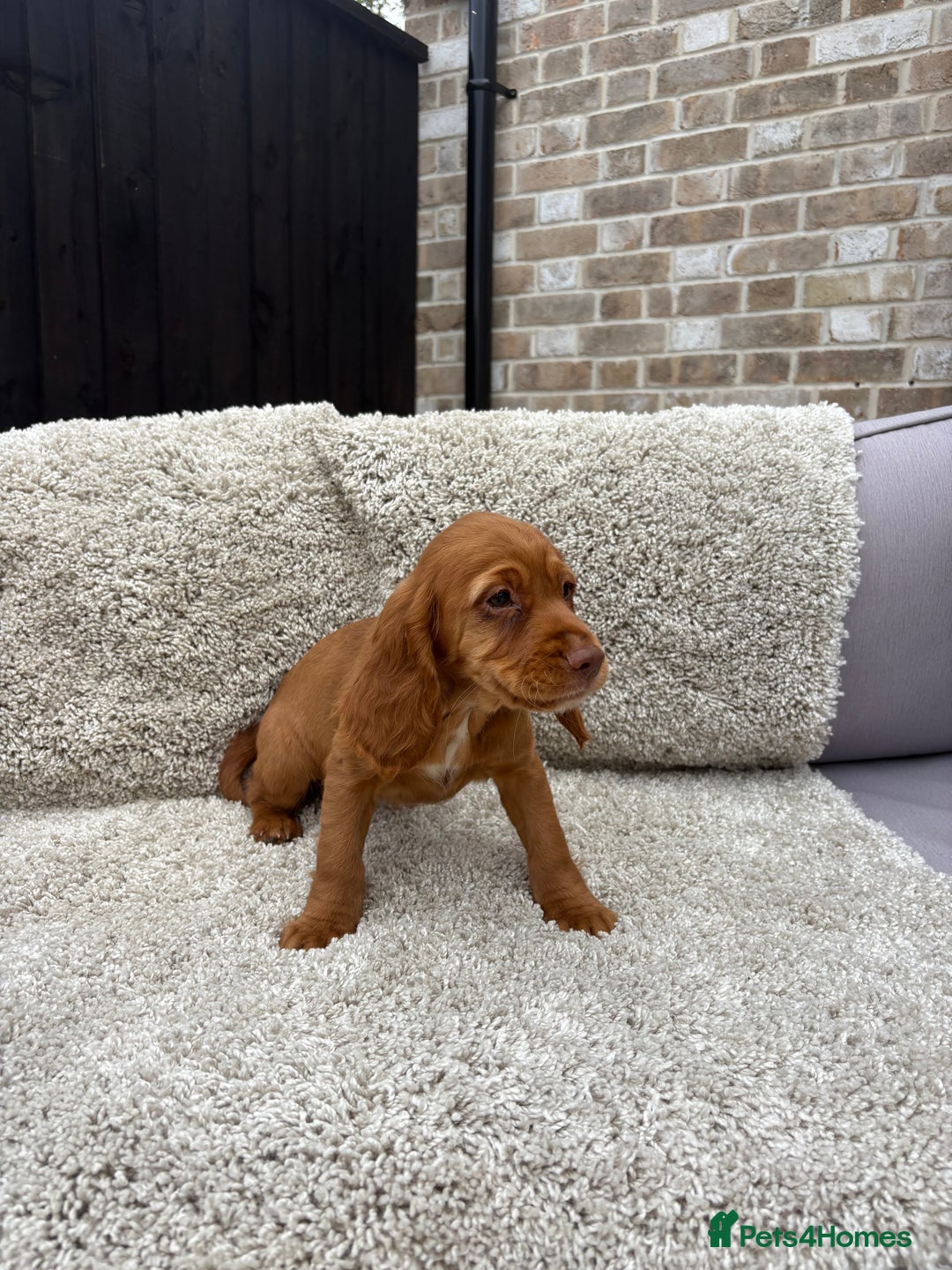 Cocker Spaniel dogs for sale: 2 beautiful red working cocker spaniels  - Image 5