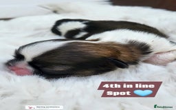 Shih Tzu dogs for sale: Baby shih  tzu puppies - Image 8