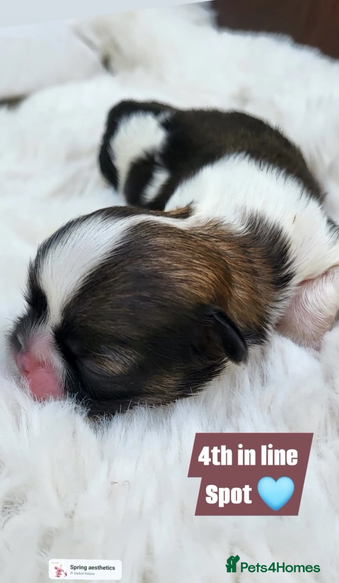 Shih Tzu dogs for sale: Baby shih  tzu puppies - Image 8