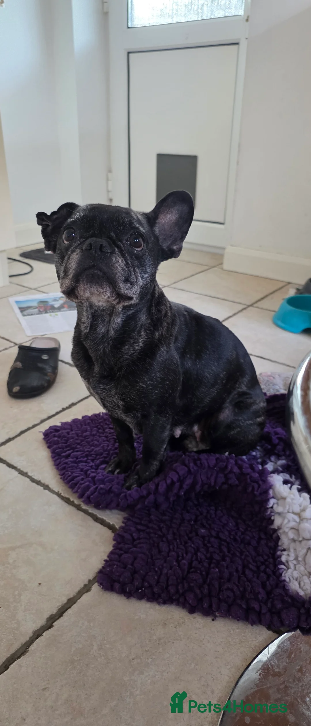 French Bulldog dogs for sale: Kc french bulldog - Advert 1