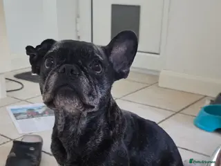 French Bulldog dogs Kc french bulldog - Advert 1