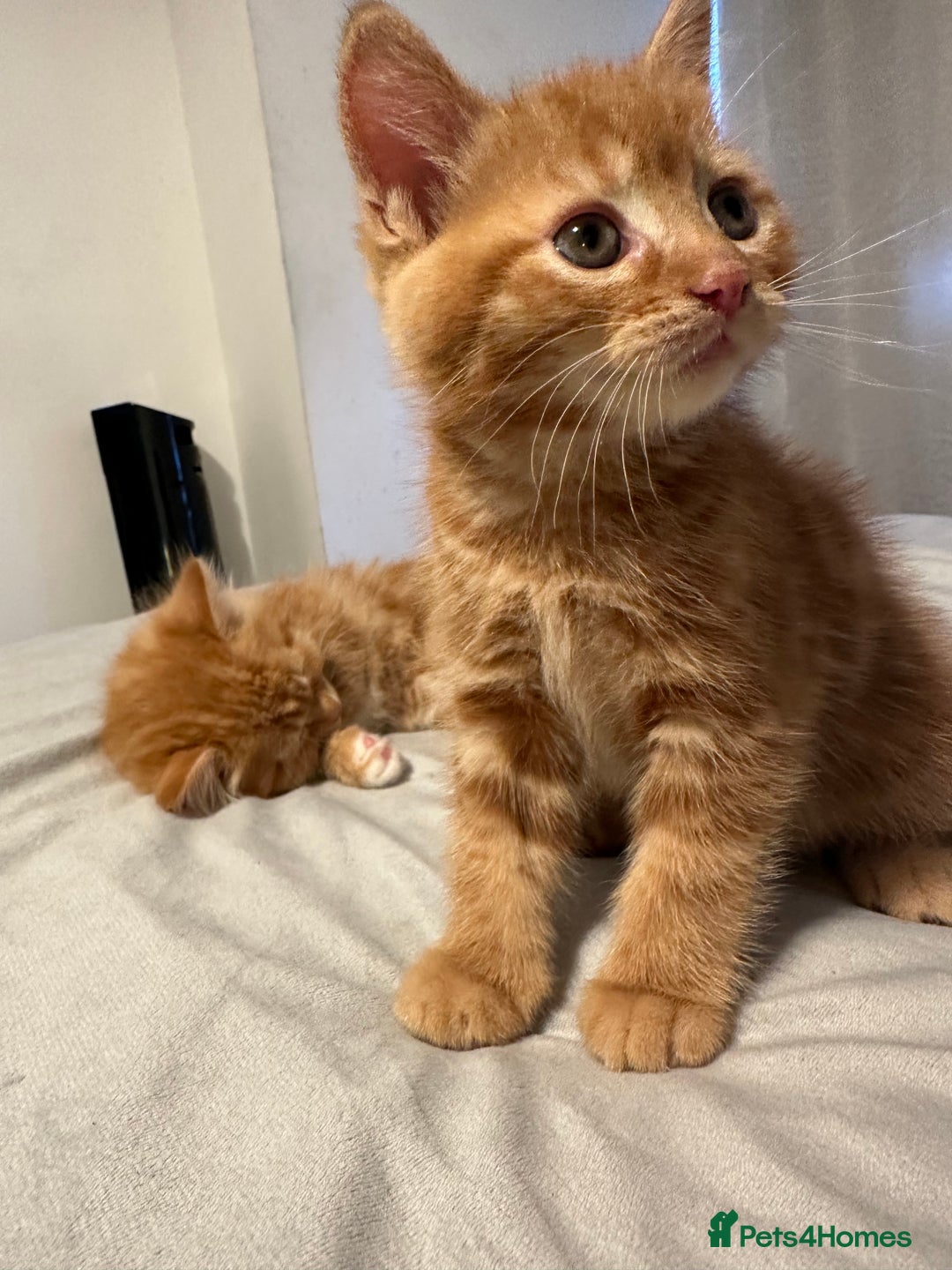 Scottish Fold cats for sale: Ginger Scottish fold/straights - Advert 25