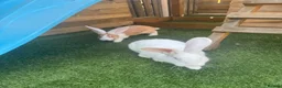 Continental Giant rabbits for sale: CONTINENTAL GIANTS  - Advert 2