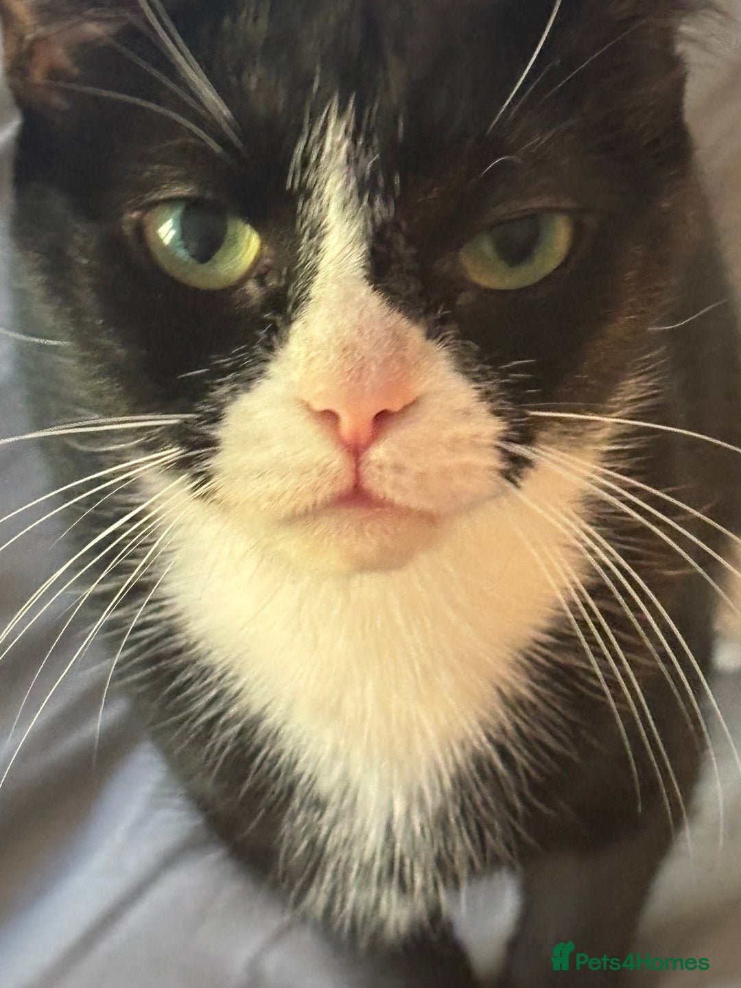 Mixed Breed cats for sale: Two female house cats  - Advert 3