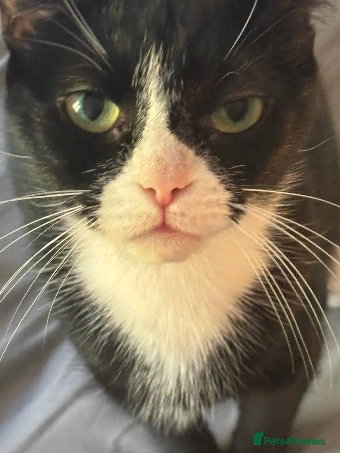 Mixed Breed cats for sale: Two female house cats  - Advert 3