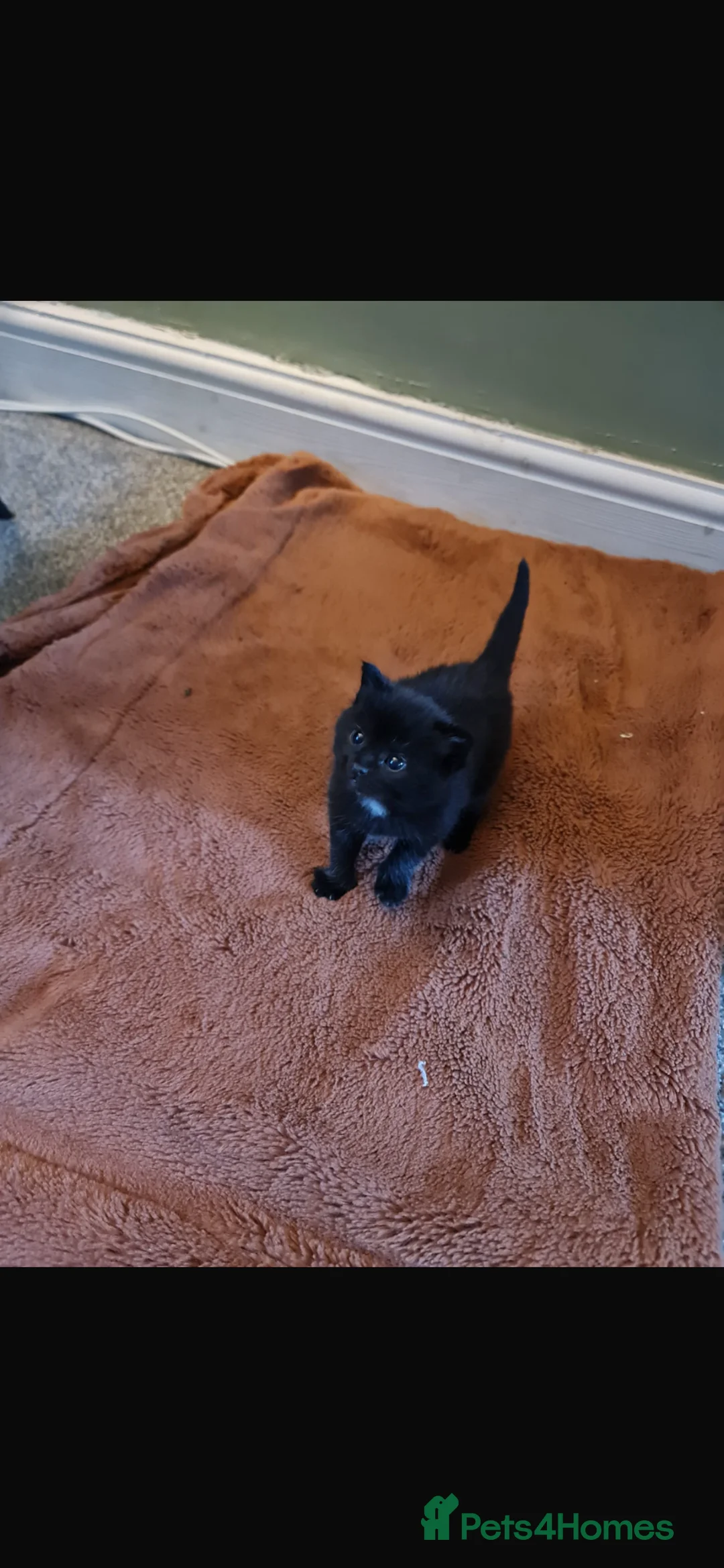 Mixed Breed cats for sale: 4 beautiful kittens  - Advert 2