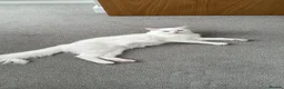 Turkish Angora cats for sale: 🤍 Two White Kittens – Playful & Litter Trained - Advert 6
