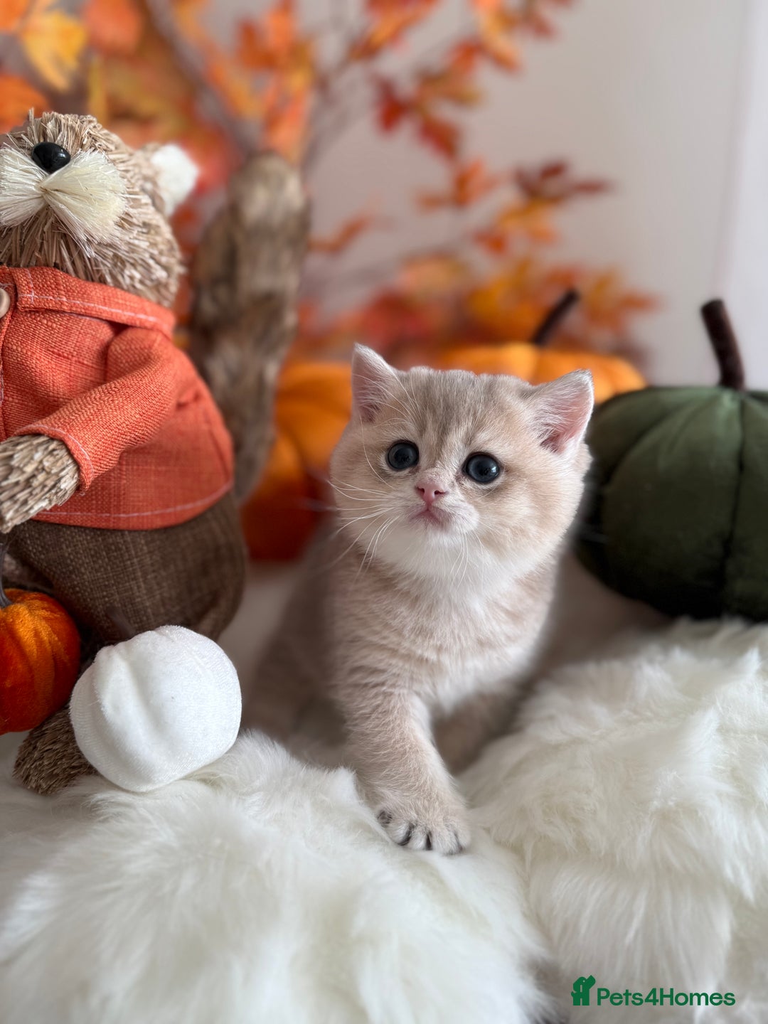 British Shorthair cats for sale: Blue Golden British Shorthair - Image 4
