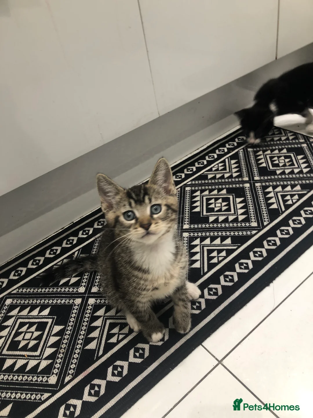 Mixed Breed cats for sale: 3 Lovely Kittens Ready Now  - Advert 1