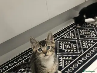 Mixed Breed cats 3 Lovely Kittens Ready Now - Advert 8