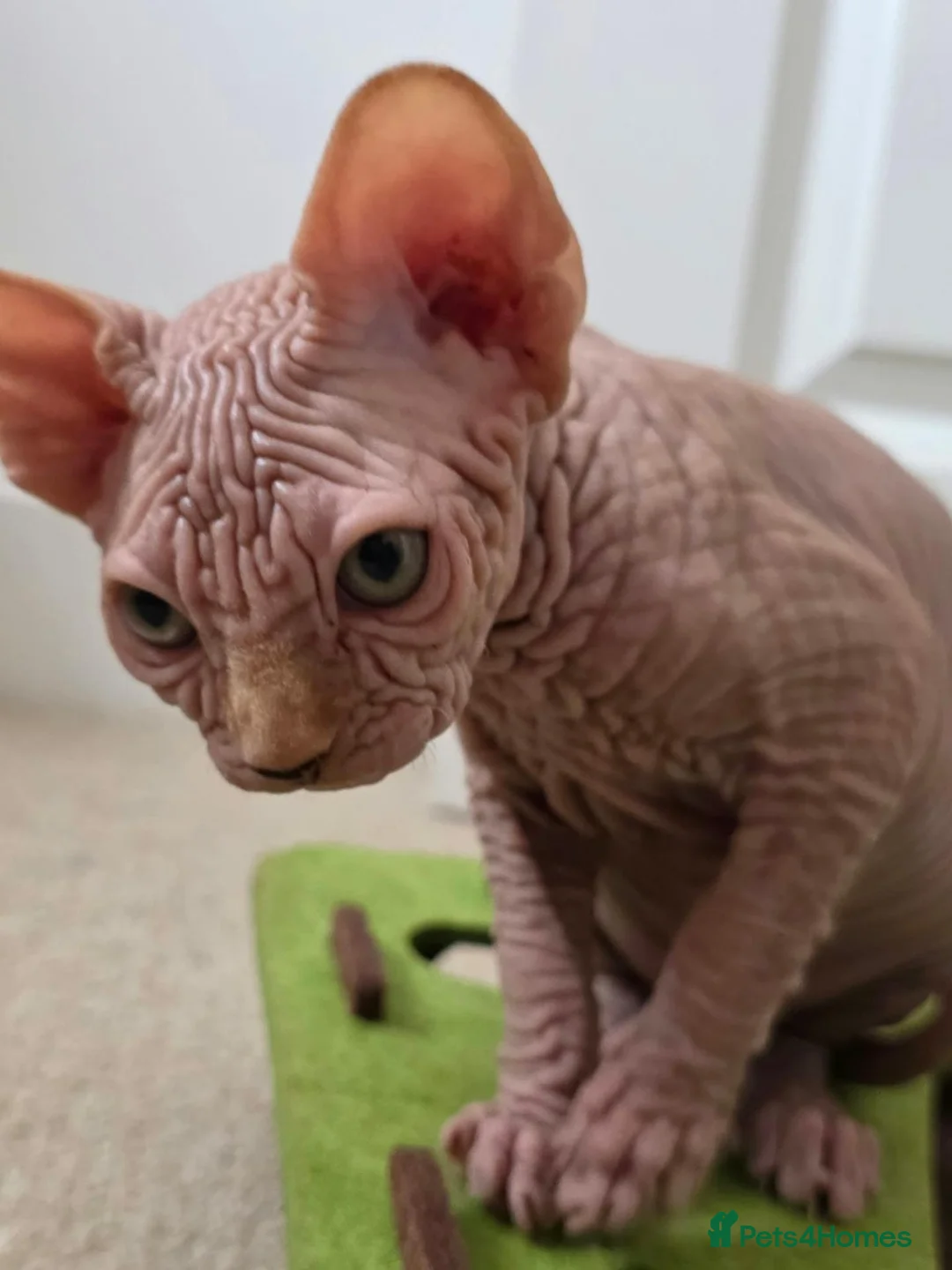Sphynx cats for sale: 😍✨ LAST ONE! Exceptional Wrinkly Sphynx Boy ✨ in Peterborough - Advert 23