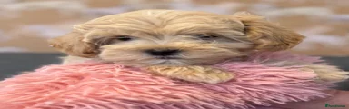 Maltipoo 4