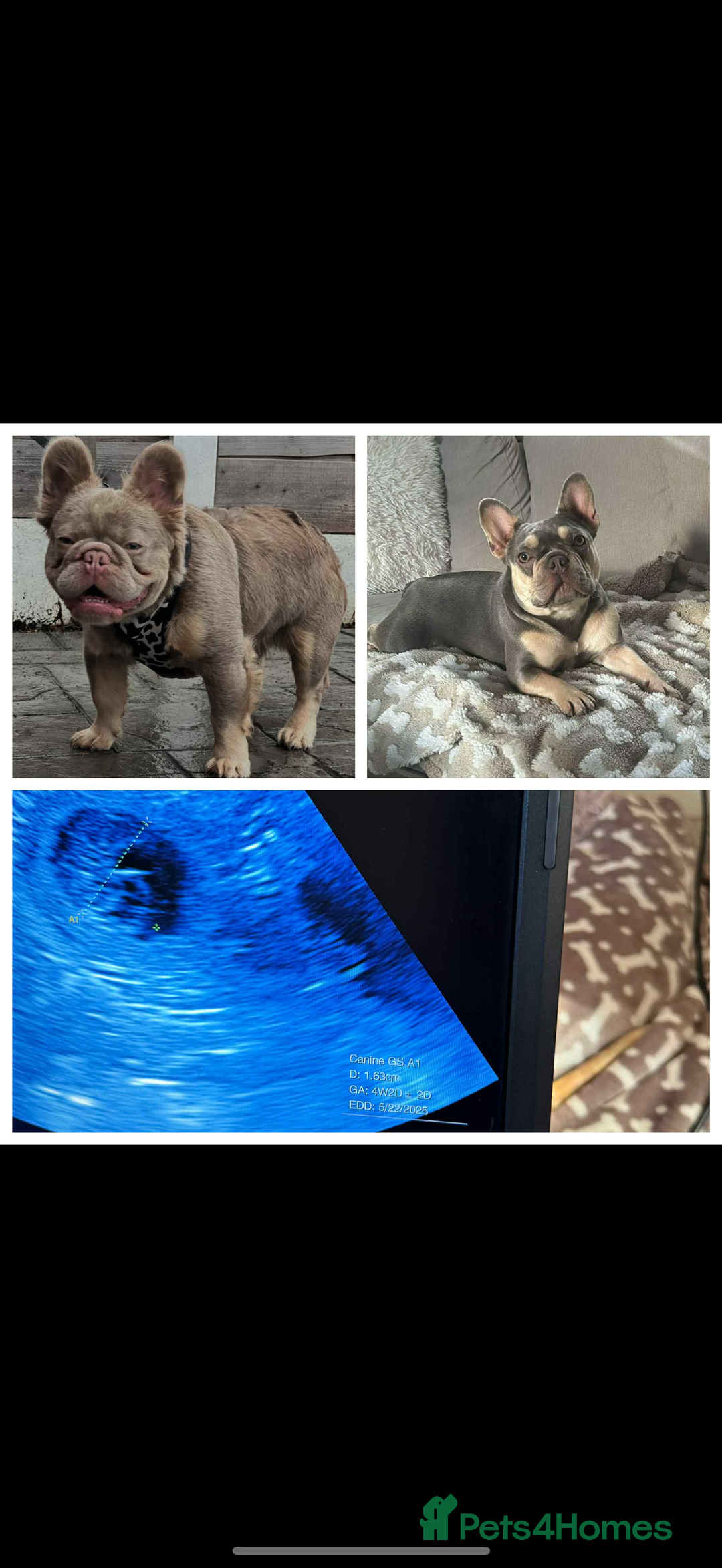 French Bulldog dogs for sale: Stunning French bulldogs  - Image 6