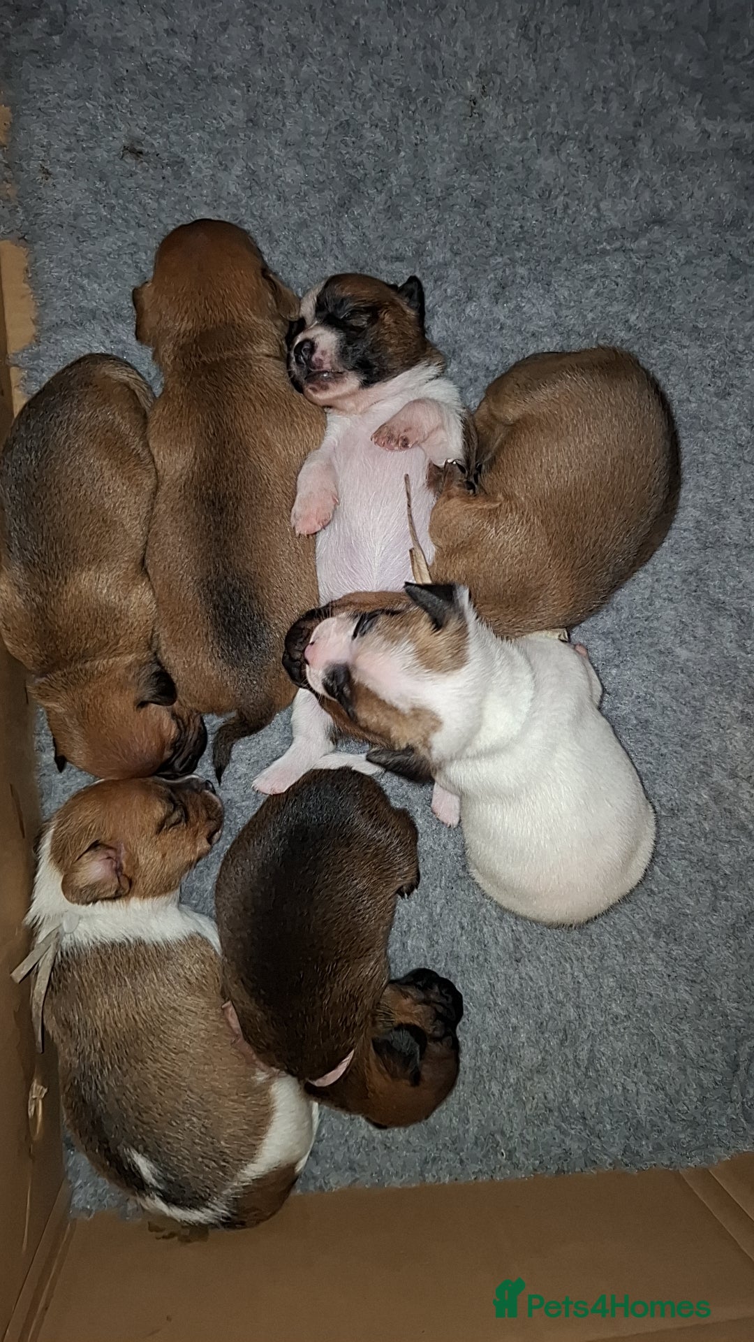Mixed Breed dogs for sale: 🐾 Gorgeous Mixed-Breed Puppies – 🐾 - Advert 12