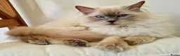 Ragdoll cats for stud: Ragdoll Stud - Proven GCCF Lilac Boy - Advert 1