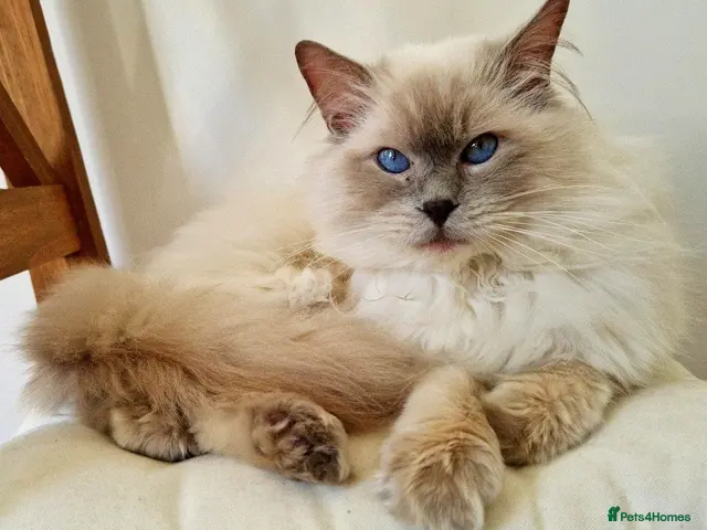 Ragdoll cats for stud: Ragdoll Stud - Proven GCCF Lilac Boy - Advert 1